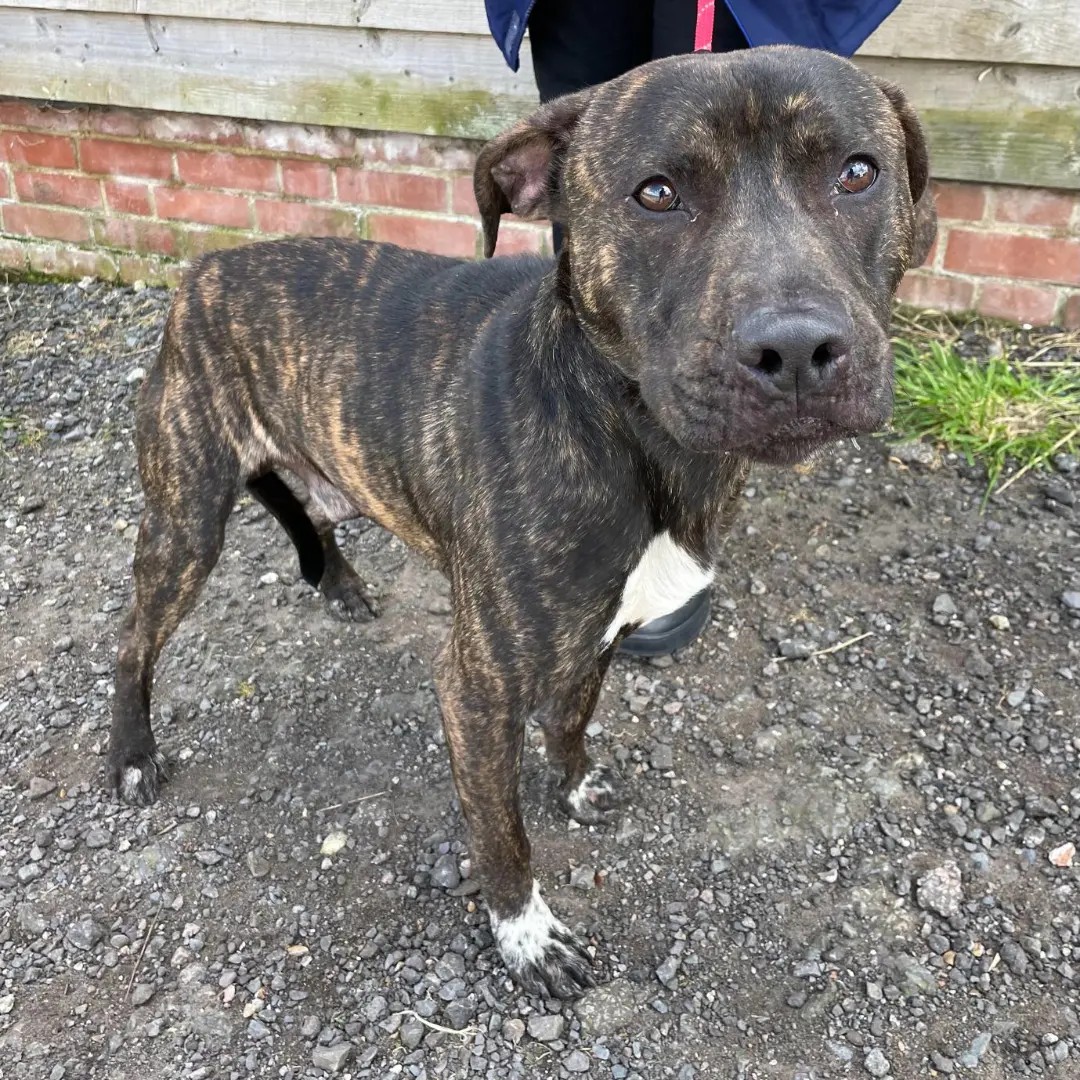 Urgent, please retweet to HELP FIND THE OWNER OR A RESCUE SPACE FOR THIS STRAY DOG FOUND #LYNSTED #SWALE #KENT #UK 'Male Staffie mix found straying around the orchards in Claxfield Road, Lynsted. He's chipped, but the details haven't been kept up to date so we've been unable to