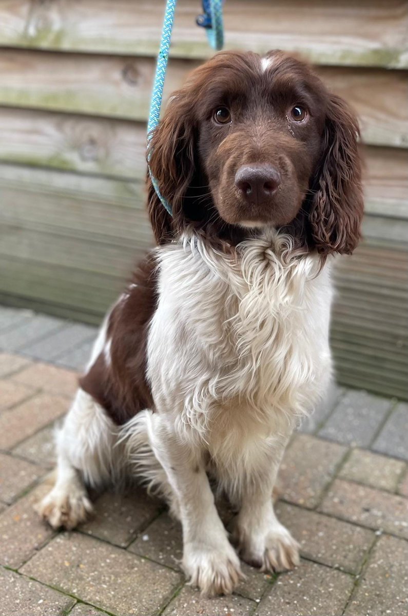 Please retweet to help find the owner or a rescue space for this stray dog found  #HARTLIP #SWALE #KENT #UK 
'Male Springer Spaniel found straying around Warren Lane, Hartlip, 21 APRIL.
He's chipped, but the details haven't been kept up to date so we've been unable to reach the