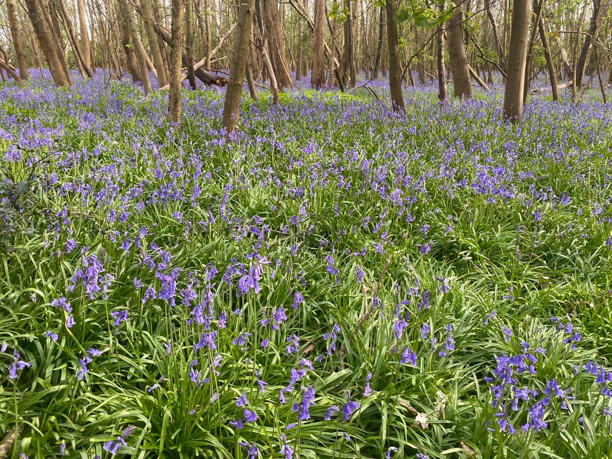 The woodlands at Englefield have erupted into colour in recent days and are covered in a carpet of bluebells. These wonderful flowers are such a welcome sign of spring and the good weather to come, so please be sure to stick to footpaths so they can be enjoyed year-after-year!
