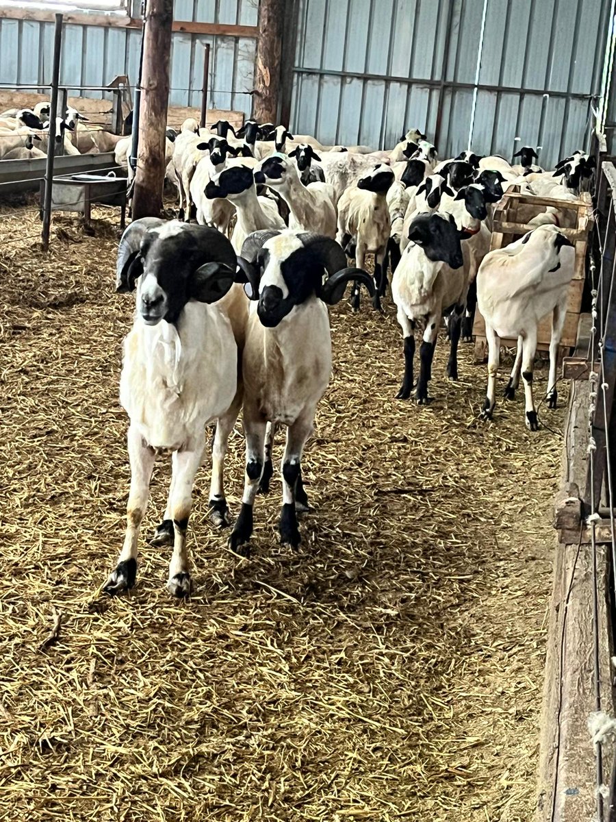 EUAgri's tweet photo. Today, we are with European agricultural journalists in Greece for our #AgPress trip 🇬🇷. 

We're exploring Greek agricultural diversity and the EU's response to natural disasters impacting farms. 

Our farm visits include learning about flood consequences and future plans. 👨‍🌾🌱 https://t.co/KhKLGcOVyV