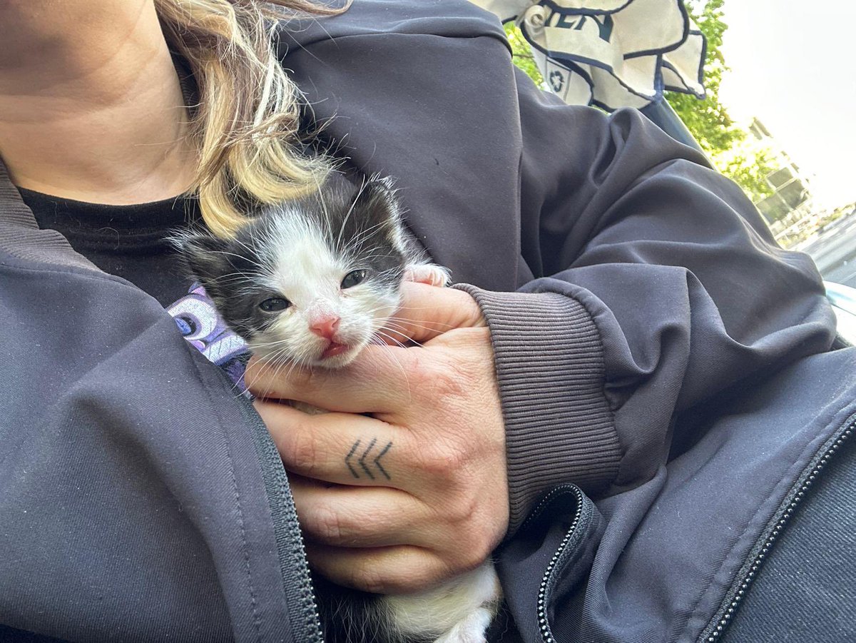 Nos piden #ayuda para encontrar un #hogar a este pequeño. Si estás interesado contáctanos. #kittenlovers #gato #cantabria #adopcionresponsable #kitten #catlover #adopción #cat #23Abril