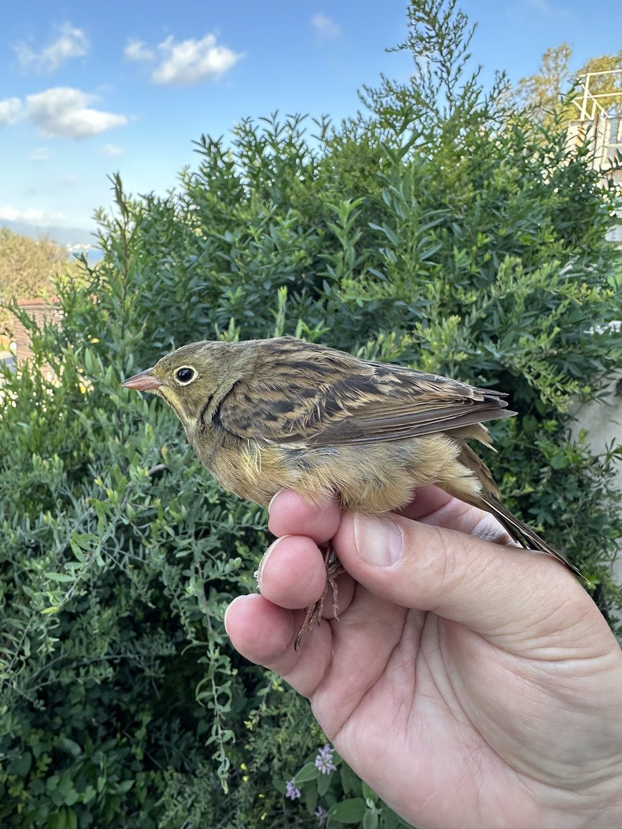Another species for 2024. Ortolan bunting, ringed and released by the Jews Gate Field team. Today, 60 birds already ringed.@slashercutts @gonhsgib #BirdsSeenIn2024