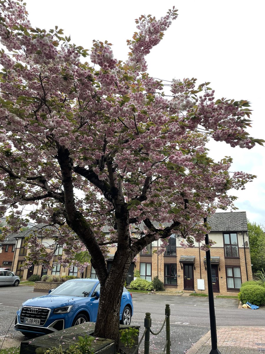 Wellbeing walk