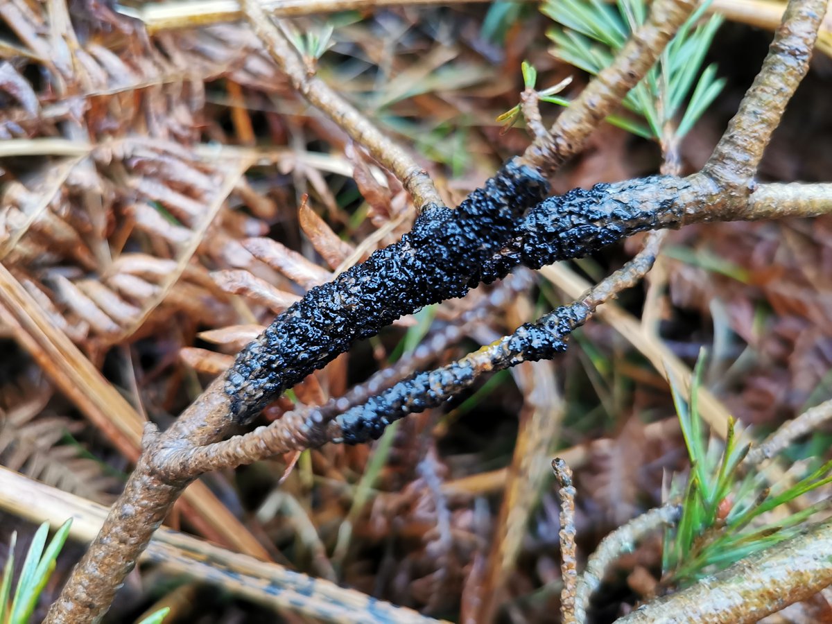 Want to know a bit more about the tree disease Curreya pithyophila? In this Blog, our Tree Health Policy Advisor @aFhloraidh explains some of the basics and encourages woodland owners to report any sightings. @Forest_Research #treehealth ▶️ forestry.gov.scot/news-releases/…