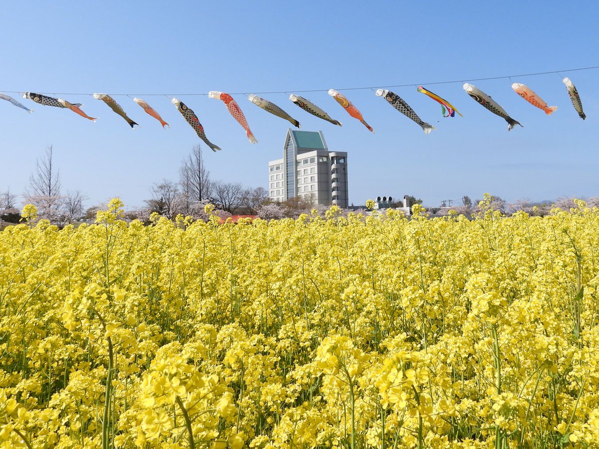 菜の花の川を泳ぐ鯉のぼり。ホテルサンルーラル大潟そばの菜の花畑です。桜は少しずつ散り始めていました。Carp streamers swimming over a river of rapeseed flowers. #桜 #ホテルサンルーラル大潟 #鯉のぼり #秋田県 #大潟村 #japan #Akita #OgataVillage canola flower. cherry blossoms