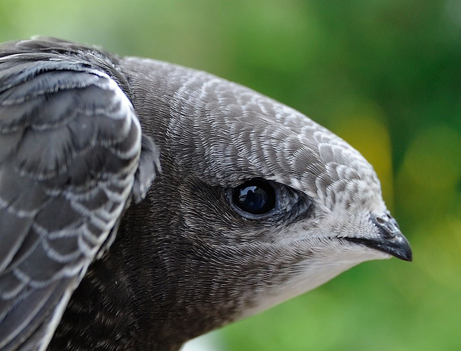 SWIFTS ARE ARRIVING HOME! 
Celebrate your first swift sighting by posting on here and tagging me & Michael Gove - if he knows how many of us are DELIGHTED by their return, maybe he will act & greenlight the ready-and-waiting proposal to secure their essential nesting habitat!