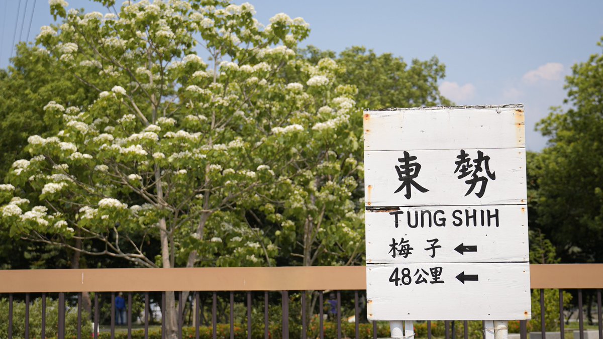 taichungtravels's tweet photo. Romantic April snow in spring: A walk through the sea of tung tree flowers in Taichung
春のロマンチックな四月の雪、台中の油桐の花の海を散策
#BungaTung #hoatùng #오동나무꽃 #ดอกตุง https://t.co/mtNGhdjvq1
