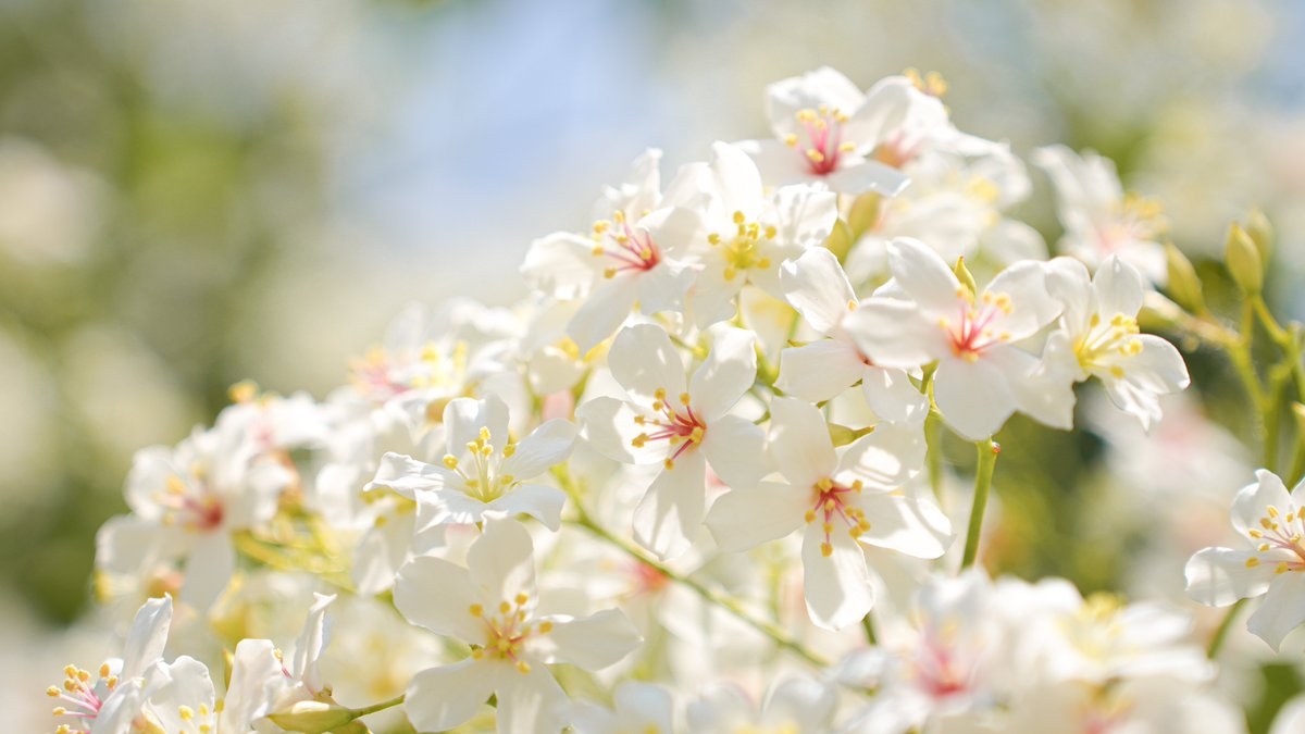 taichungtravels's tweet photo. Romantic April snow in spring: A walk through the sea of tung tree flowers in Taichung
春のロマンチックな四月の雪、台中の油桐の花の海を散策
#BungaTung #hoatùng #오동나무꽃 #ดอกตุง https://t.co/mtNGhdjvq1