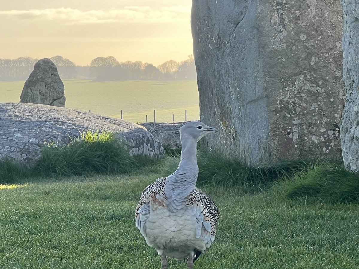 ST0NEHENGE's tweet photo. Sunrise at Stonehenge today (23rd April 🏴󠁧󠁢󠁥󠁮󠁧󠁿) was at 5.55am, sunset is at 8.17pm https://t.co/8l4A3sbEMR