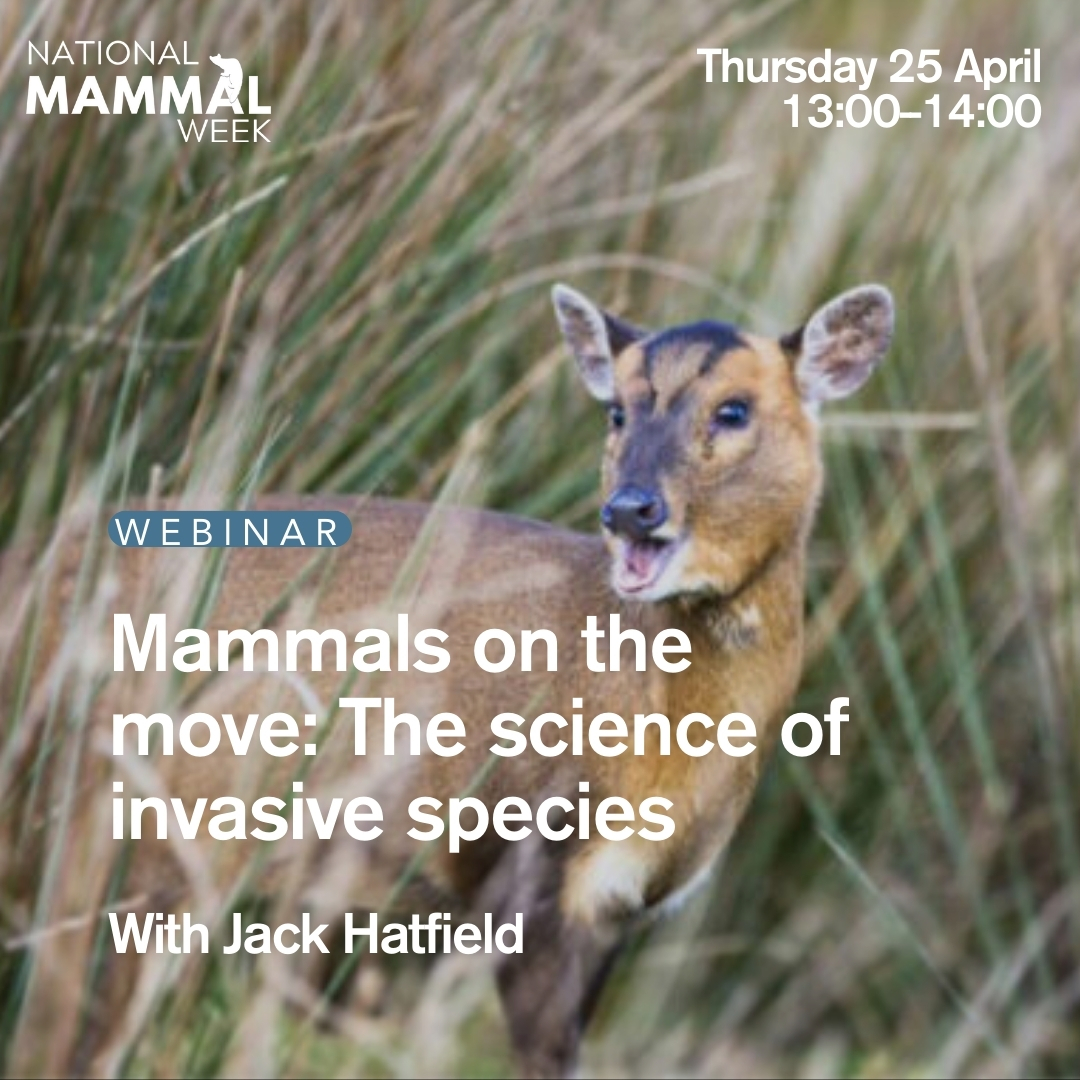 📢 This #mammalweek join Jack Hatfield as he explores the story and science behind invasive species, examining the impacts on other species and ourselves. Thursday 25 Apr, 1-2pm. Sign up now ⬇️ mammalsociety.org.uk/events-calenda…