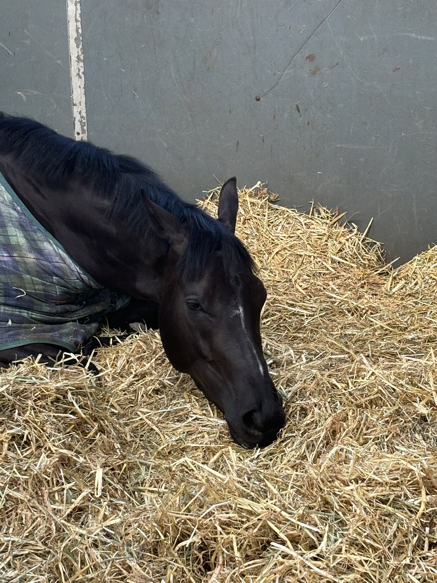wattba_racing's tweet photo. This is Invincible Aura’s fav pose unless he has a saddle on these days 💤 But he will come to life later as we head to @EpsomRacecourse ⚫️🔴⚫️🔴 https://t.co/RCbx365SFh