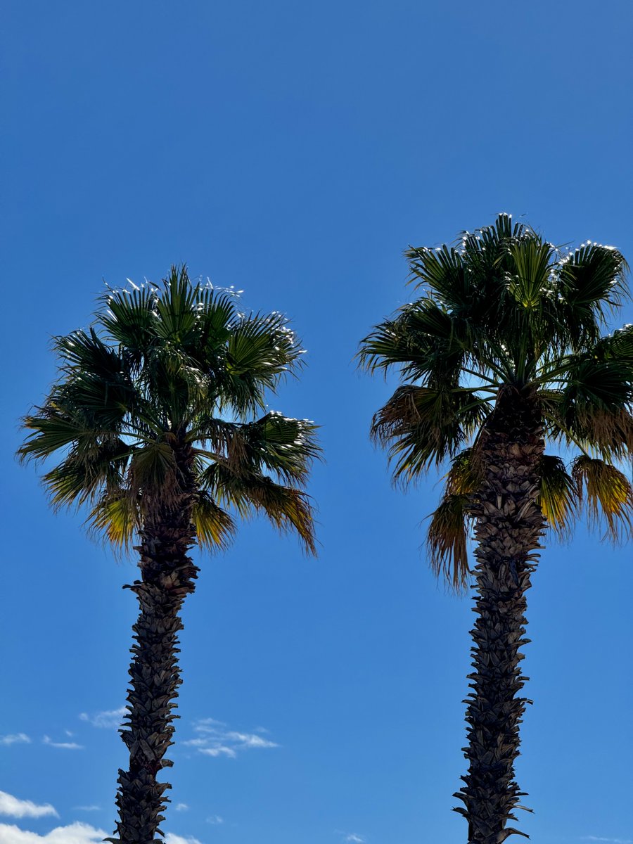 🌴Des palmiers à perte de vue, un bonheur !
#palmier #water #sea #golfedesttropez #blue
#horizon #mediterranean #holidays #port #reflet
#cavalaire #beach #tourism #cotedazurfrance
#frenchriviera #travel #vacances #printemps #sud
#provence #portheraclea #suddelafrance