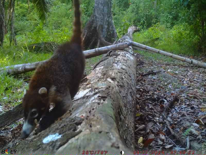 🤩 There have been some fantastic #CameraTrap pics coming through from @OchoVerde recently! See who else makes an appearance here > bit.ly/2X8nHed #CitSci #NaturePhotography #Nature #Volunteering #TwitterNatureCommunity #CitizenScience #AnimalTwitter #Wildlife