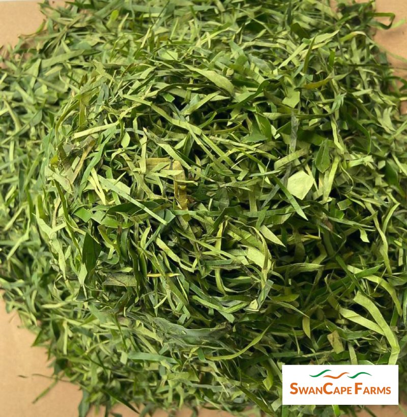 Okazi leaf aids digestion, relieves constipation, and manages weight. You should try this in your soup this week. Send us a DM to place an order.

#swancapefarms #okazileaf #freshfarmproduce #farmersinlagos #swancapefarmshop #nigeriansindiaspora #nigeriansinuk #nigeriansinus