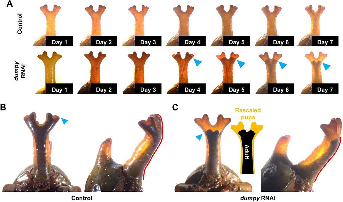 Adhesion and shrinkage transform the rounded pupal horn into an angular adult horn in Japanese rhinoceros beetle Read this #DevSIDiversity Research Article by Keisuke Matsuda @iftianjiar, Shigeru Kondo @turingpattern @osaka_univ_e and colleagues: journals.biologists.com/dev/article/15…