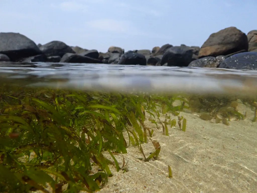 Congratulations to Susantha Udagedara from @blue_resources for his win in the #WorldSeagrassDay photo competition 2024! Click the link below to see Susantha’s incredible work 👇 research.csiro.au/iora-blue-carb…