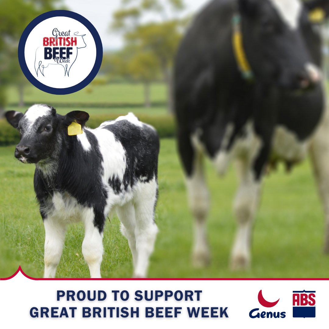 Celebrating the best of British beef! We're delighted to support our customers by creating efficient, profitable and sustainable beef genetics for our growing world population. 📞 Find out more about our proven range of beef genetics: eu1.hubs.ly/H08L4Xb0 @Ladiesinbeef1