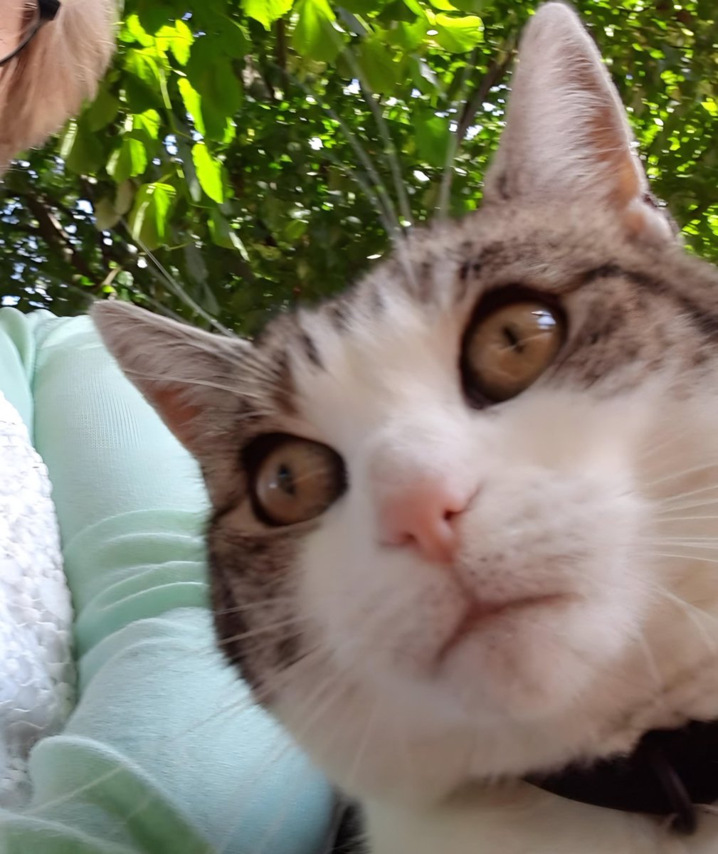 It’s a thankless task trying to take selfies with me on the playground bench teacher, especially when I use you as a perch to get a closer look at the birds. Ooh, is that a squirrel? 🐦 🦅 🦢 🐿️ #CatsOfTwitter #cats #Hedgewatch