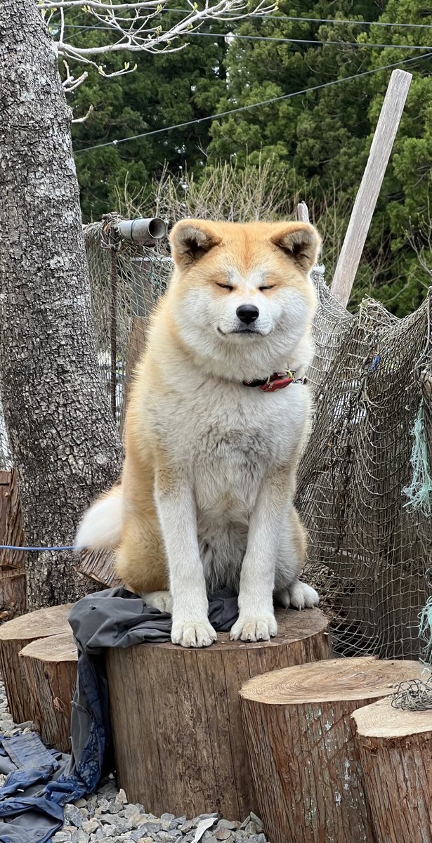 これがハチ公の銅像に憧れた秋田犬の姿です😂
丸太の上に乗ってるのがミソ
#岩手 #秋田犬 #akitainu #ハチ公