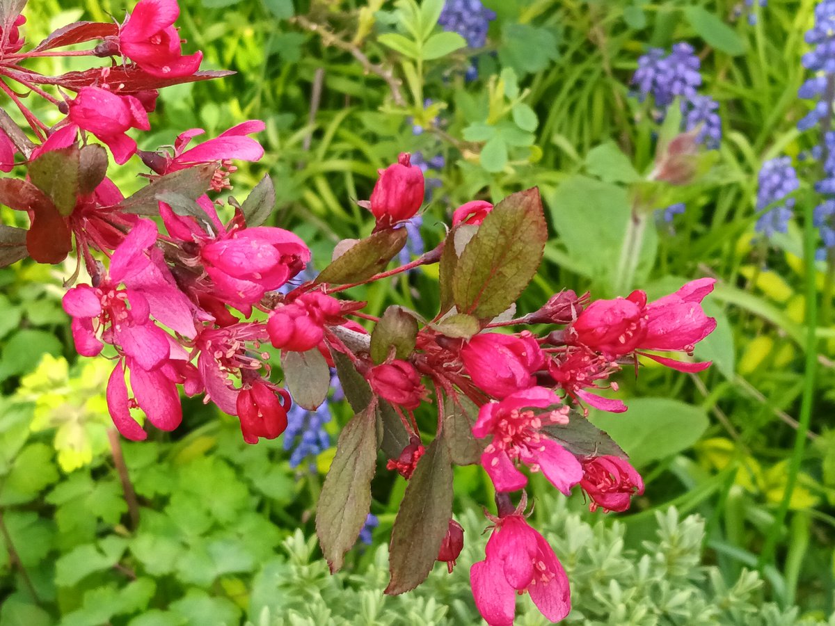 New tree and old tree in our #garden. The rowan is a new addition and is still finding its roots. The crab apple is four years old now and its flowers are full of colour.