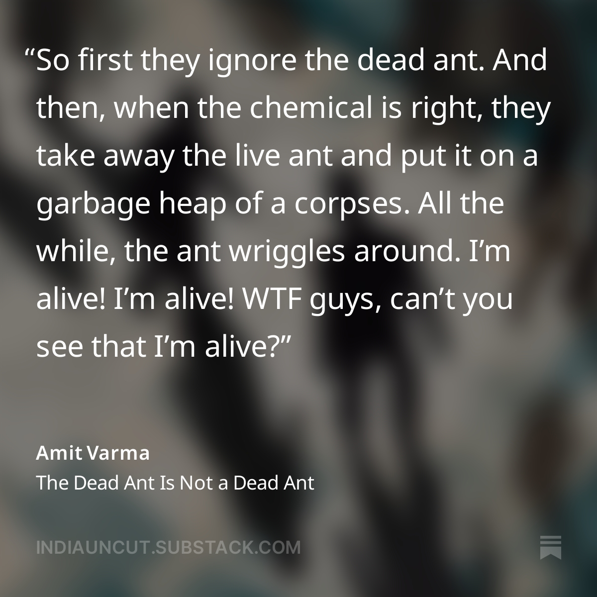 My latest newsletter post is a quick story about ants that has everything to do with us. (Type the link in the image to read it.)