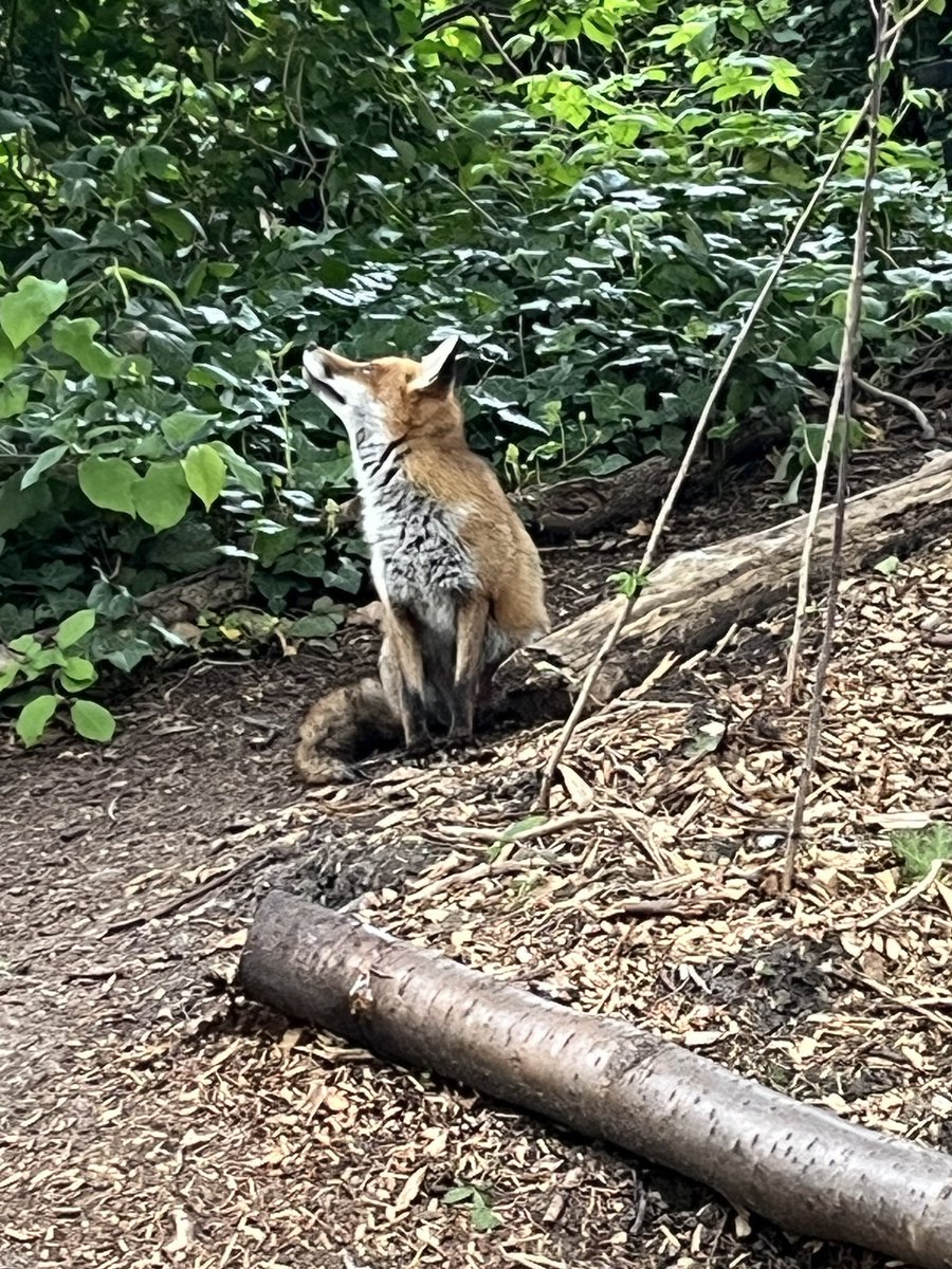 Our cabin roof has been leaking a LOT! Donations paid for a new roof. Blossom the fox looking on. Donations make a difference at Buckthorne Nature Reserve. 🙏🌳🦊@davecrowley @JaneCanDoSE4 @nickbowes1975 @Youngestorchard @sonofstainsby @CroftonParkLife localgiving.org/charity/fourth…