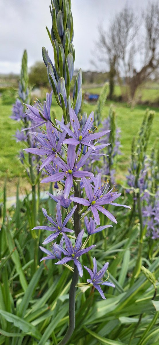The sunshine over the past couple of days has started to open up the camassia bulbs. They attract in a good range of butterfly and bumblebee. Raining very lightly now!