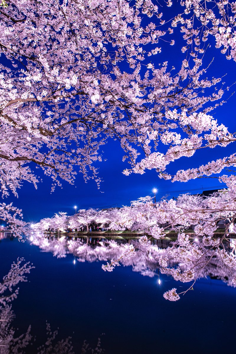 今年も弘前公園の桜の美しさは国宝級でした