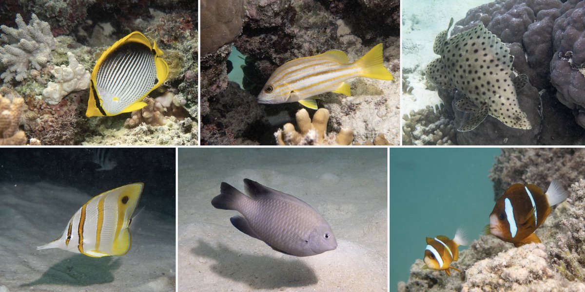 A few of the fish species that we record on our surveys in the southern GBR... Full size pics and IDs: flickr.com/photos/johnwtu… #marineexplorer @Sydney_Science @OneTreeIslandRS