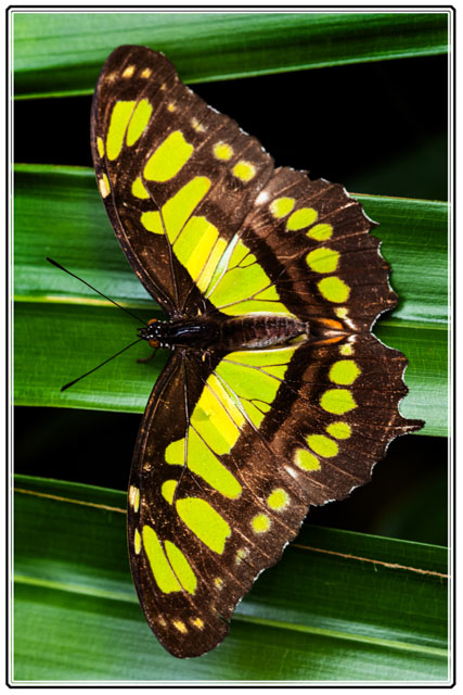 A #Malachite #butterfly soaks the #afternoon #sun. These large #butterfies are from the #forests of the #tropics. #insects #insectphotography #macrophotography #macro #photography #NaturePhotography. #naturelovers. See more at darrensmith.org.uk #naturelovers #nature