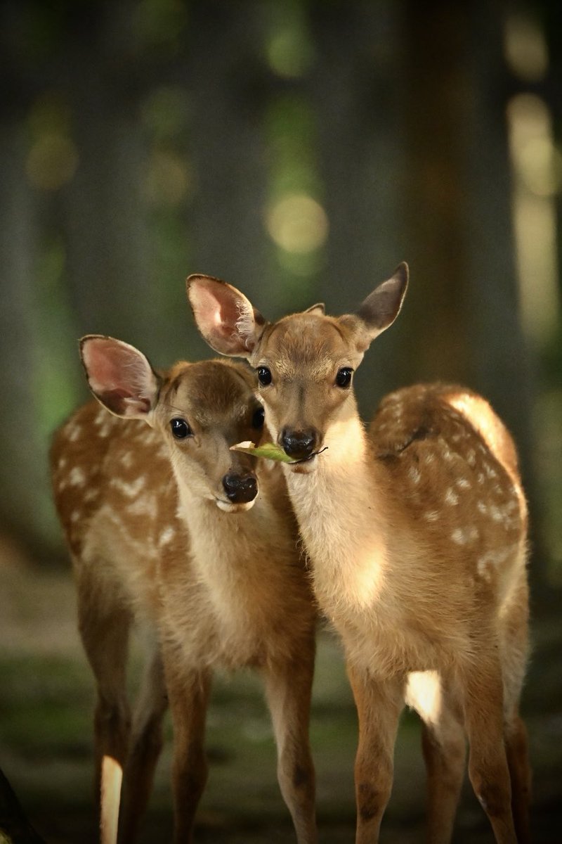 奈良の鹿を守る為の共通ハッシュタグ

奈良の鹿を守りたい、殺さないで欲しいという方々の思いをこのハッシュタグに込めたいと思います。

お気に入りの鹿の写真やメッセージに以下のハッシュタグを付けて　X、または、Instagramに投稿して下さい。

#奈良の鹿を守りたい
