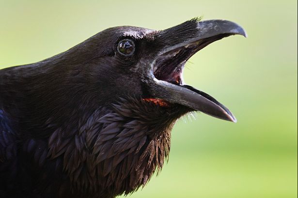 basedbrickpush1's tweet photo. The real flex is...

...being a crow, a very intelligent bird, classified as a songbird... and instead of singing you just scream into the void for your entire existence.

KAAAA KAAAA KAAAAA KAAAAA ... 

 .....

 KAAAAAAAAAAA https://t.co/dU0AUFpKlD