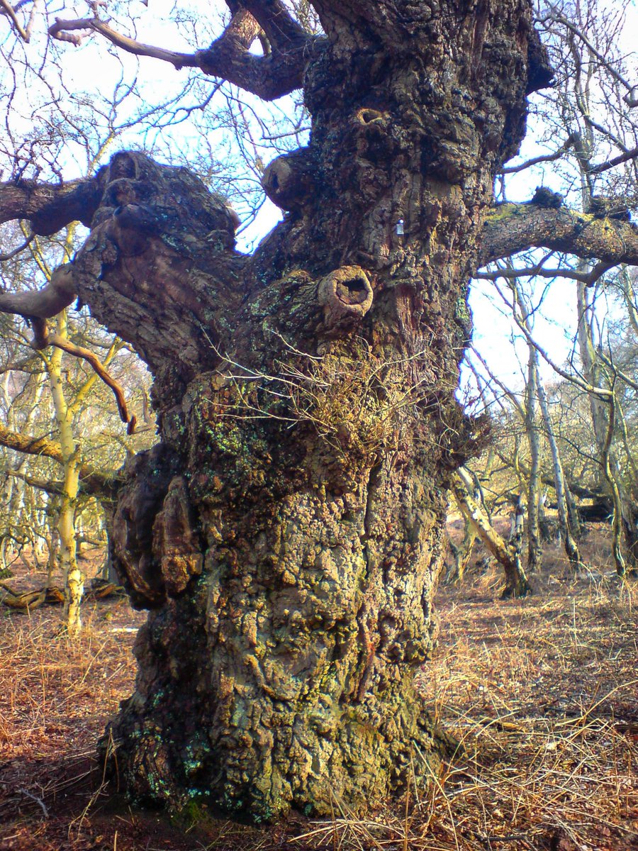 Another gnarly oak for #thicktrunktuesday This is another from my favourite place for gnarly oaks, #StavertonPark in #Suffolk Have a great day and if you are celebrating, Happy St George’s Day 🏴󠁧󠁢󠁥󠁮󠁧󠁿
