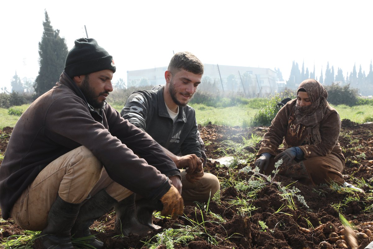 🌱 Agriculture is the backbone of #Syria's economy and investment in #EarlyRecovery is crucial. 🔊 We must help farmers get back on their feet to rebuild a food-secure Syria.