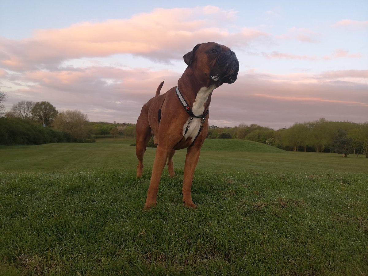 We had a good run this morning 😀
#DogsofTwittter #boxerdog