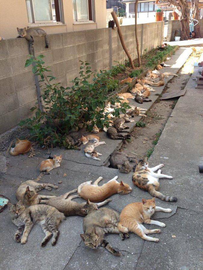 This has got to be somewhere in Turkey! Right?!🤔🐈😹😻😍😊☺️🥰