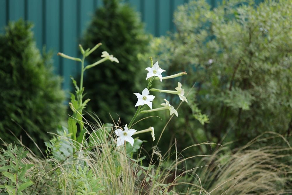 #CityNatureChallenge : et si vous aidiez à répertorier la faune et la flore de #Toulouse ?buff.ly/3Ua0yED @museumtoulouse