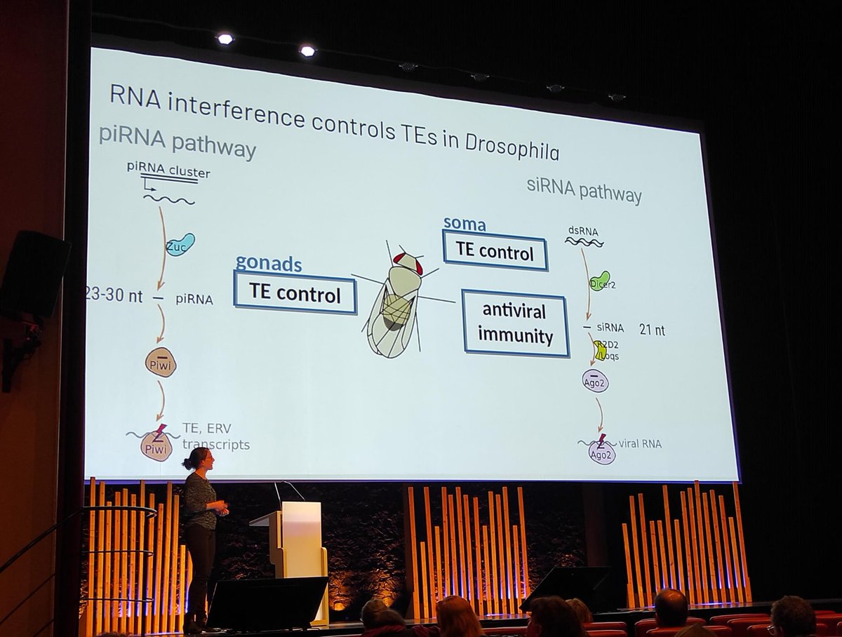 Great talk by Marie Fablet from the LBBE team #ICTE2024 <a href="/icte2024/">International congress on transposable elements</a>