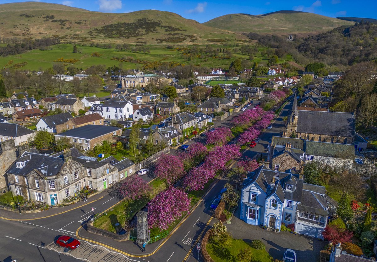 A line of pink cherry blossom trees along the burn in the centre of Dollar, Clackmannanshire at the foot of the Ochil Hills. #BlossomWatch #cherryblossom @SWNS @VisitScotland