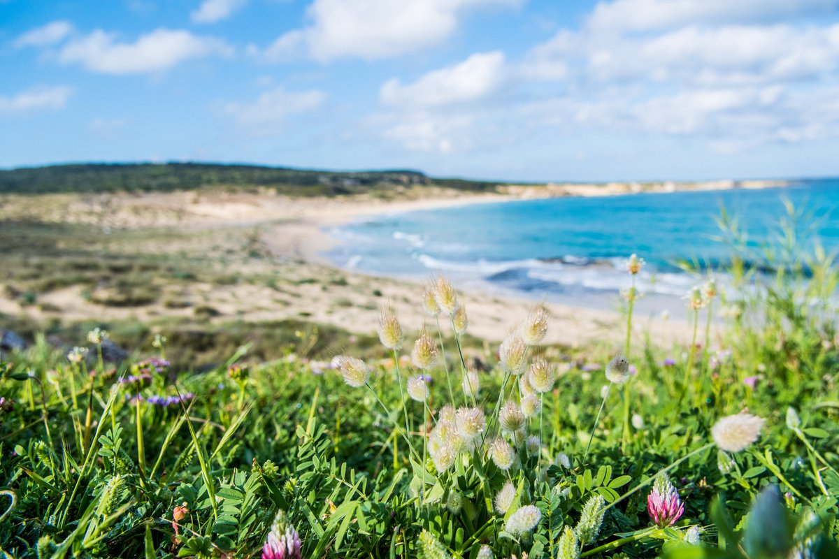 Cypriot earthworms are migrants! As the island rose from the sea due to tectonic activity, no earthworms were on the island originally! ~5m yrs ago, the drying of the Med. sea briefly revealed previously undersea ridges. Earthworms could then cross this land reach the island!