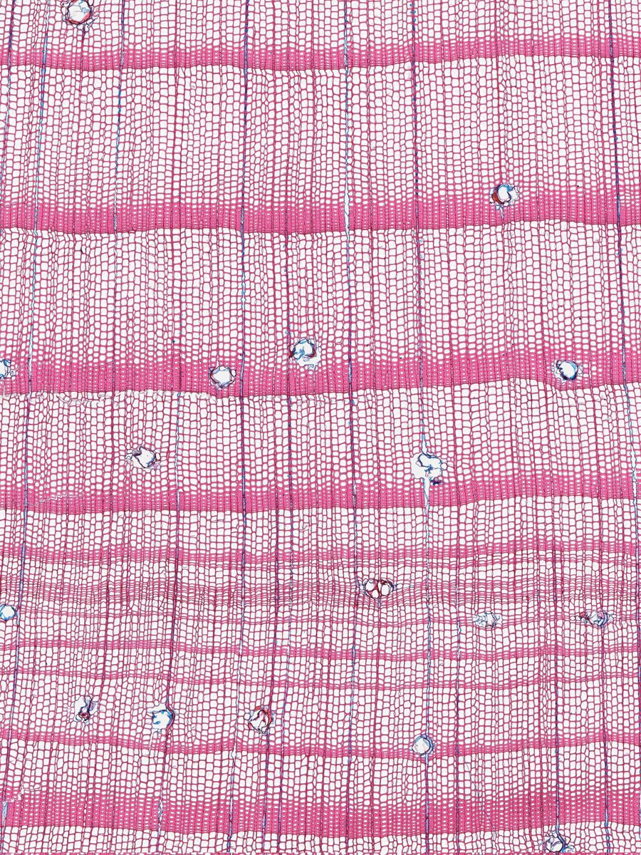 Bog pine dendroecology tweet media