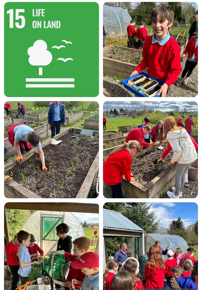 On Friday afternoon #DPSP6H worked with our parent Garden volunteers to plant potatoes, sow seeds and plant onions. We also helped move the planters which have been made out of palettes to their new home in the P1/2 playground! #SDG15 #ThisisLfS
