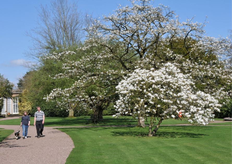 Tatton Park welcomes dogs to explore formal gardens and parkland dlvr.it/T5tcLf