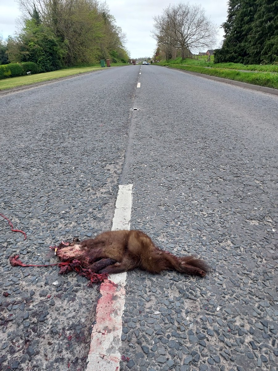 It's a rare day when a pine marten turns up on the school run outside Portadown. Of course I had to investigate...