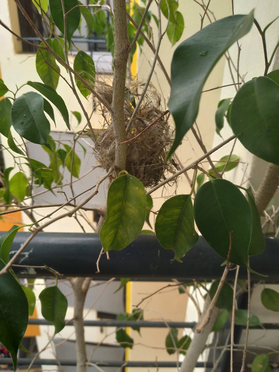 😍Look what I found being built on my bedroom balcony today. 🎶 #ChoziTumboNjano A Variable (Yellow Bellied) Sunbird nest ❤️ Laudato Si' 🎶