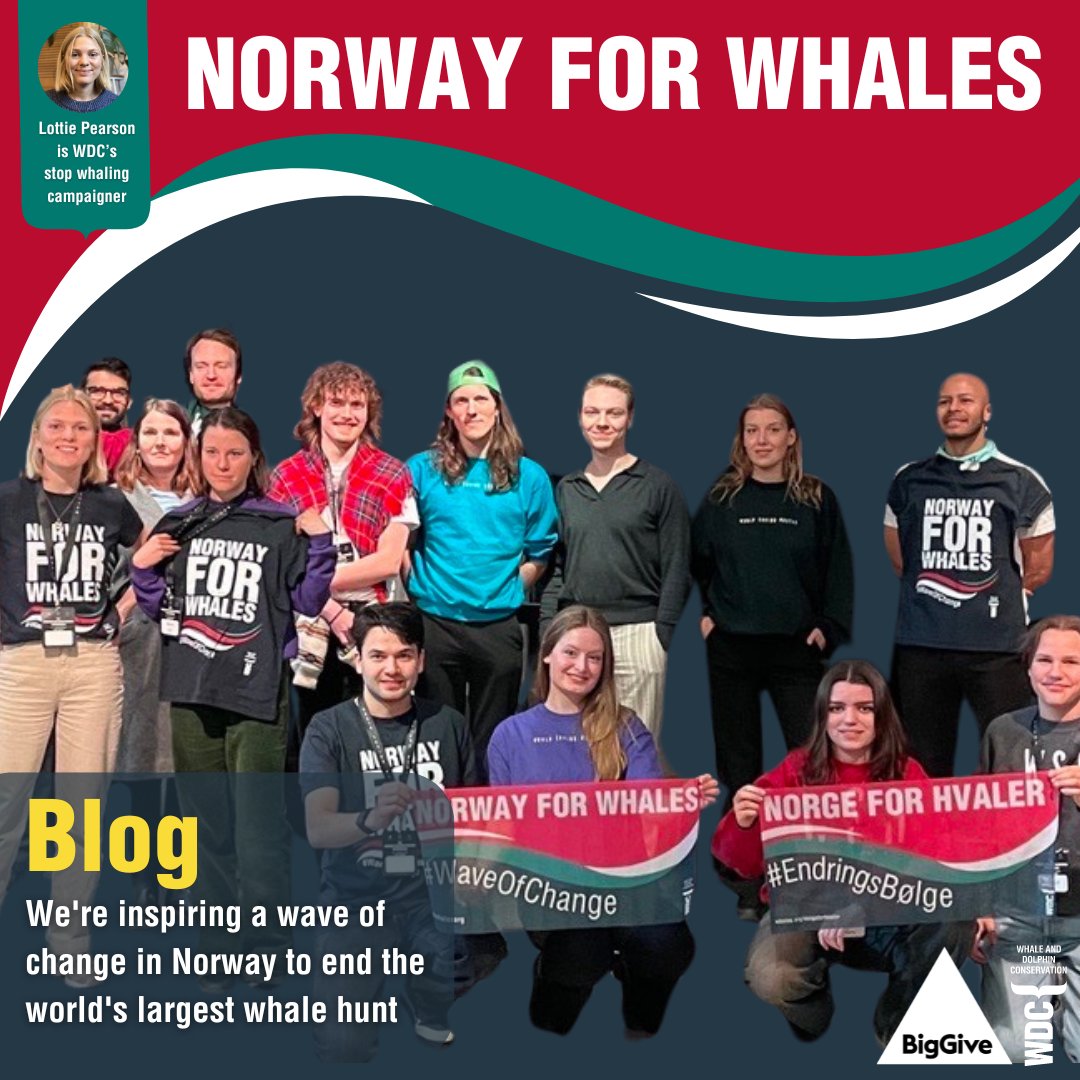 The Norwegian whale hunt is the deadliest in the world, and foreign condemnation hasn't stopped it.  It's time for a fresh approach. Thanks to your donations, WDC's stop whaling campaigner, Lottie, has been working within Norway, supporting a network of Norwegian activists and…