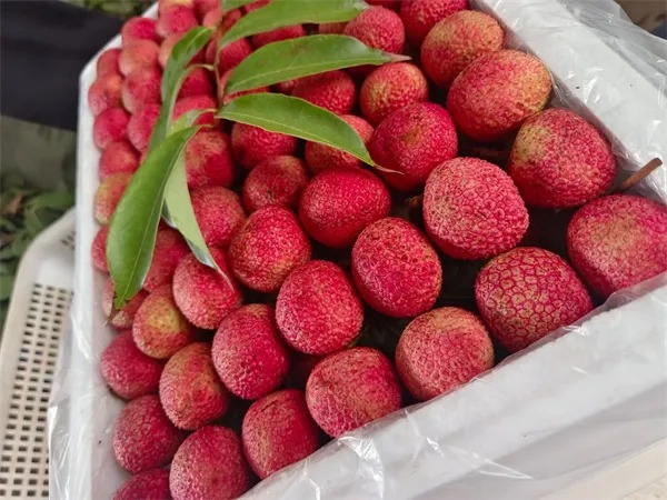 PuebloEnLnea's tweet photo. #Lichis aquí... ¡Y allí! Los agricultores están ocupados recogiendo y transportando racimos de lichi que plantaron en más de 80 hectáreas (1.200 mu) en el condado Yuanjiang de Yuxi, provincia de #Yunnan. #ChinaAgricultura https://t.co/uU6OFipFxf