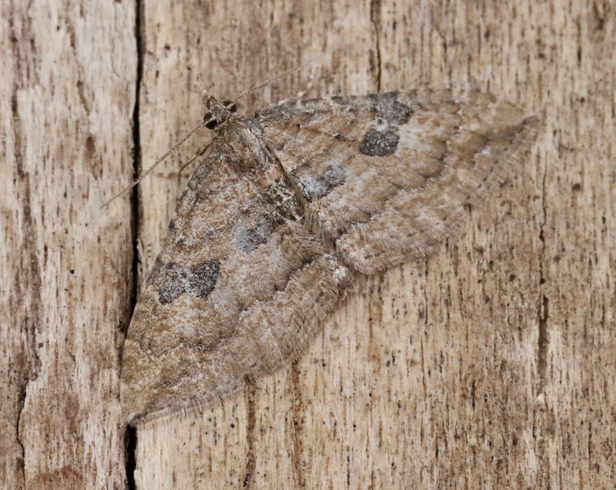 The Gem (N. obstipata), to light at Ross-on-Wye, Herefordshire on 22/4. J. Walshe