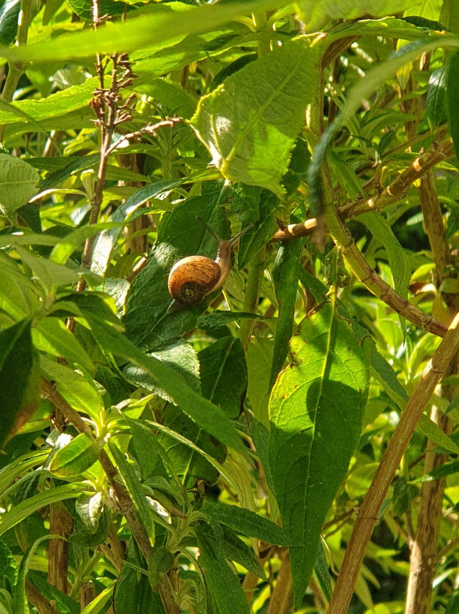 smmitchauthor's tweet image. HOW am I meant to do any work when cute little guy is hanging out outside my window???

#AmWriting #WritingCommunity #ShouldBeWorking