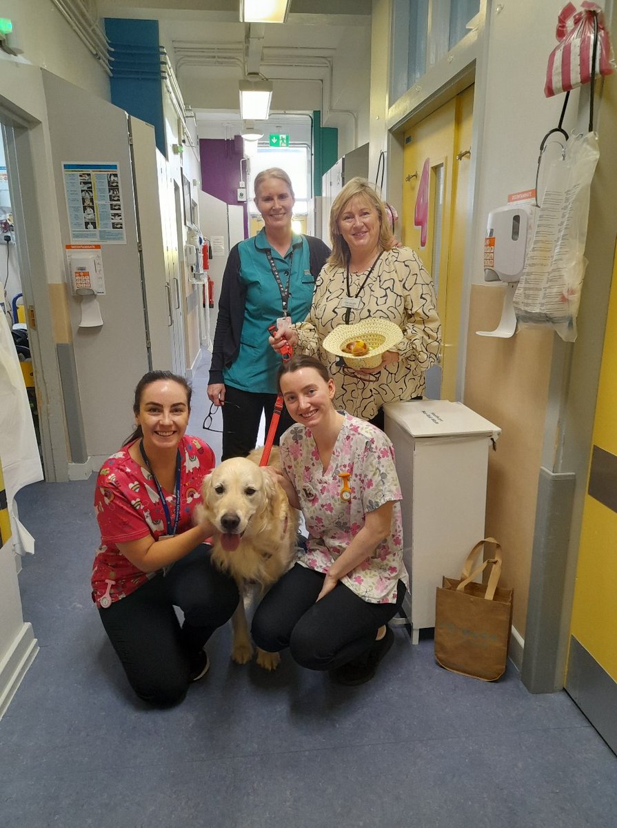 Buddy had a great time with the patients and staff in Tipperary University Hospital on Easter Monday! 🐶 Buddy brought his gentle nature to around 40 patients who expressed their delight in rubbing his golden mane and chatting about their own pets! #dogs #dogatwork #therapydog